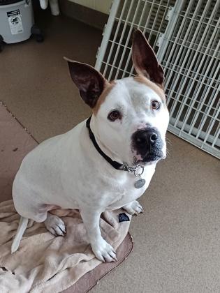 Buddy, Adoptable, Young Male Mixed Breed & Mixed Breed.