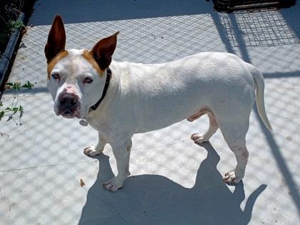 Buddy, Adoptable, Young Male Mixed Breed & Mixed Breed.