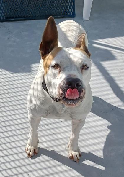 Enlarge Buddy, a Adoptable Mixed Breed in Pompano Beach, FL image 2/6