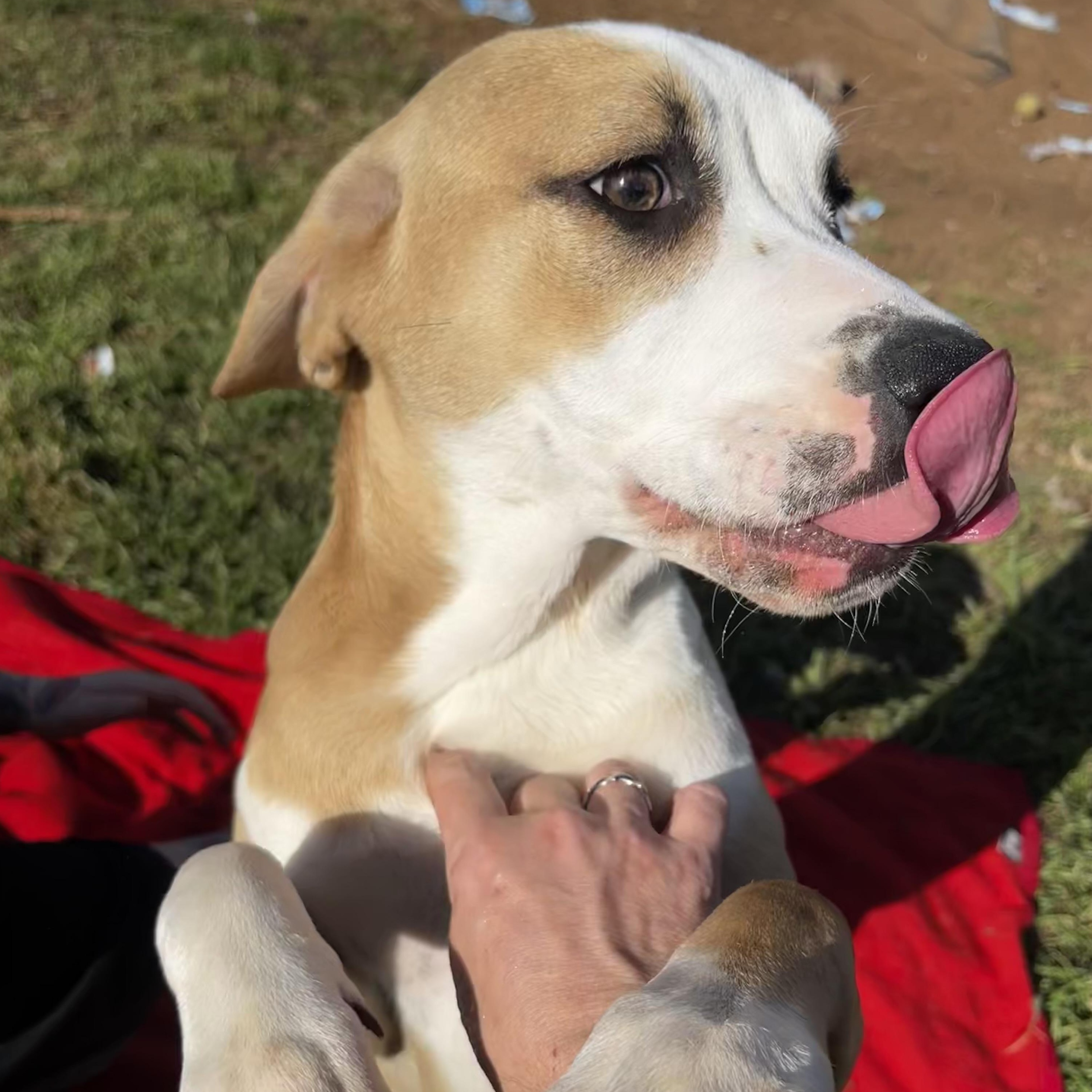 Enlarge Justice, a Adoptable mixed breed in Pottsboro, TX image 5/5