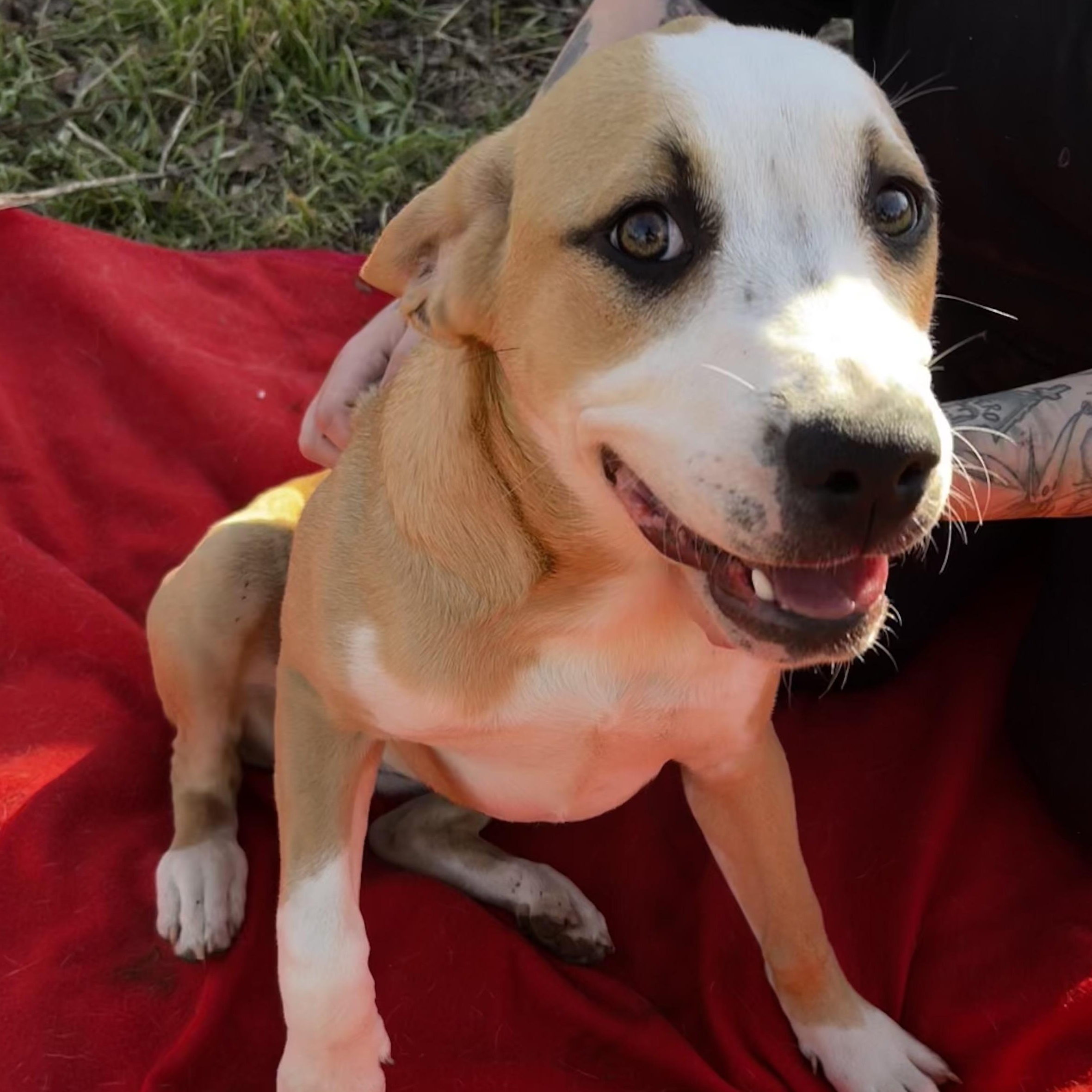 Enlarge Justice, a Adoptable mixed breed in Pottsboro, TX image 4/5