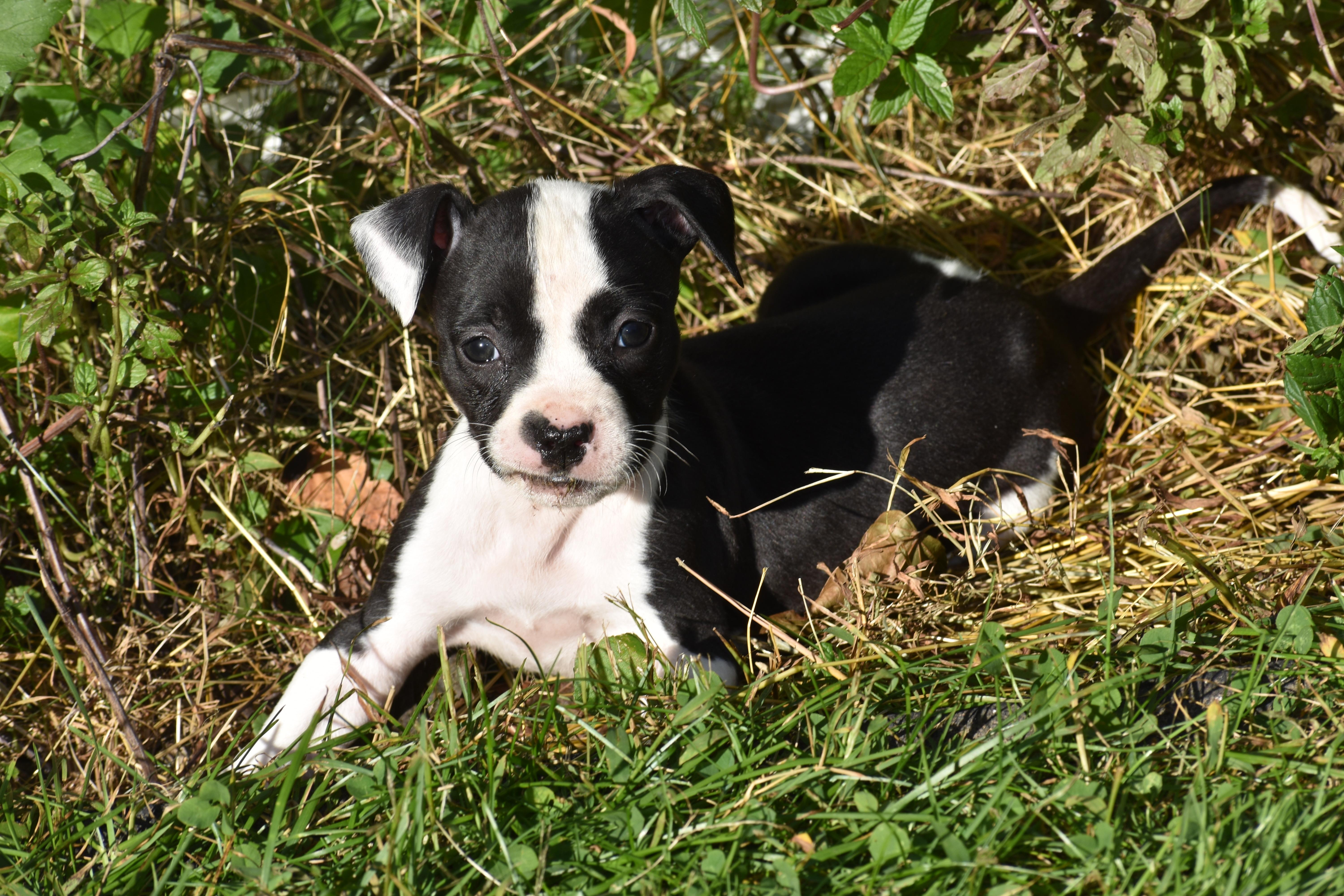 Posy- Mama Petunia's Litter photo