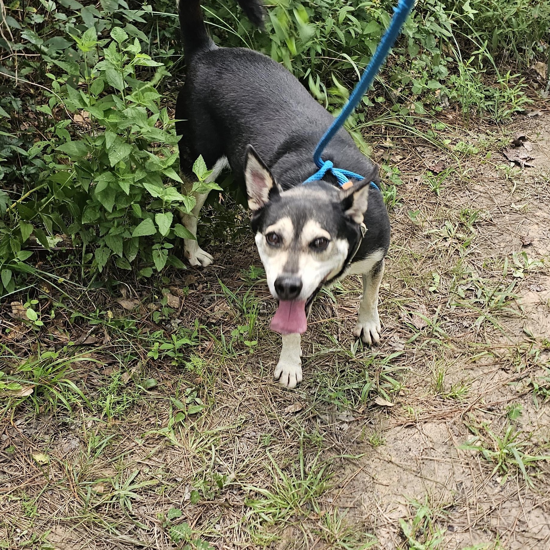 Benji, an adoptable Australian Kelpie, Rat Terrier in Willis, TX, 77378 | Photo Image 5