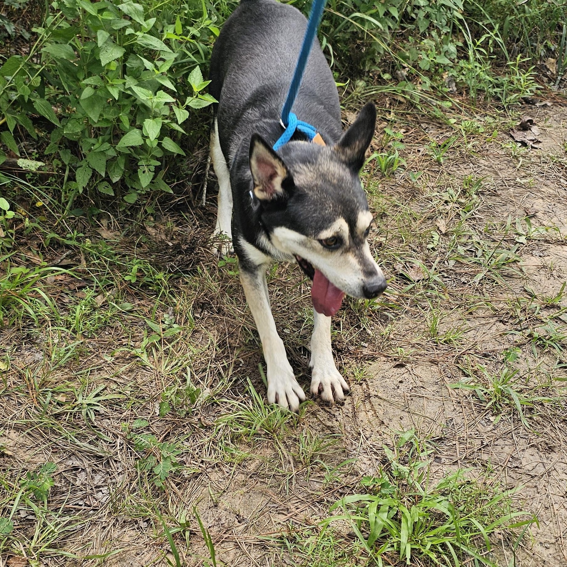 Benji, an adoptable Australian Kelpie, Rat Terrier in Willis, TX, 77378 | Photo Image 6