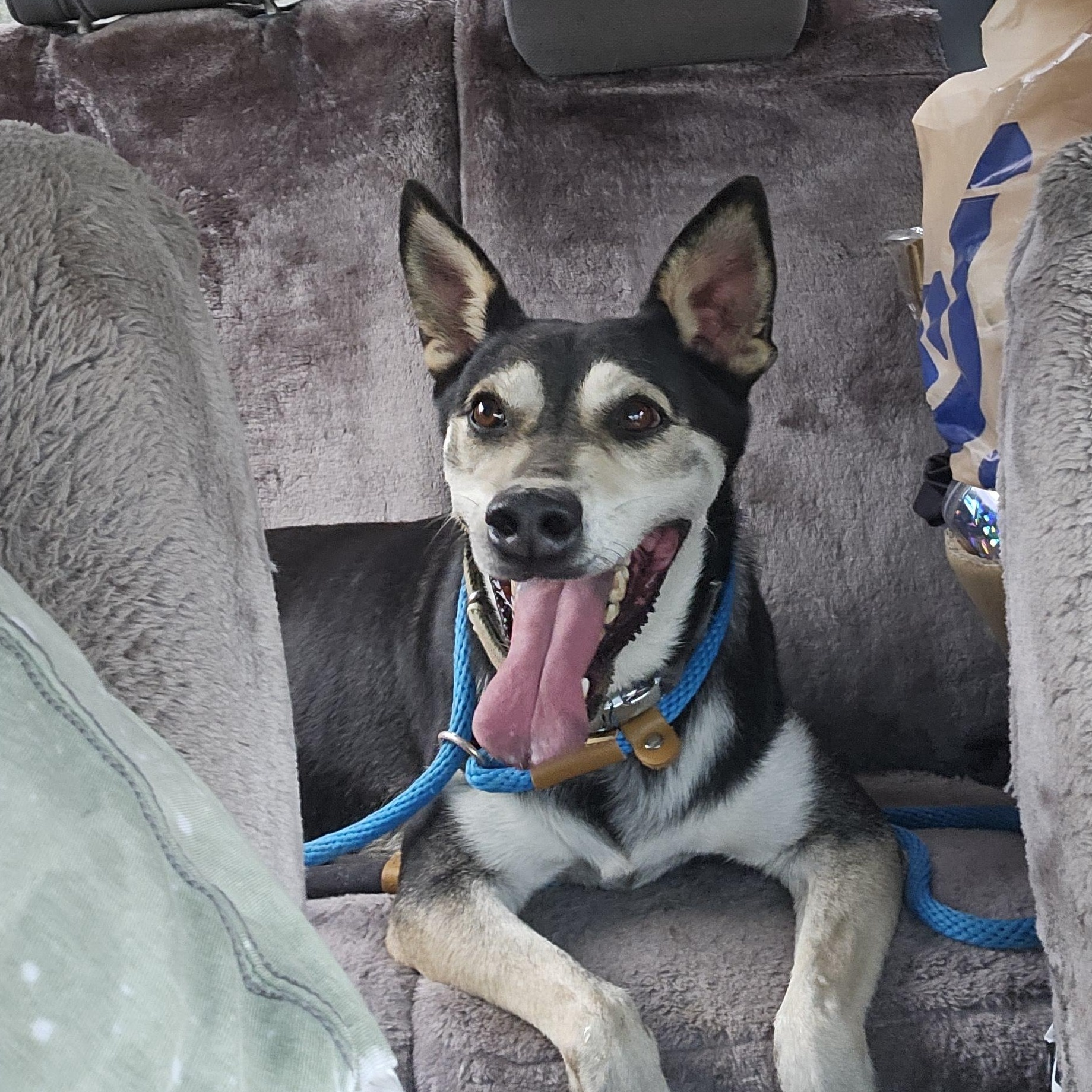 Benji, an adoptable Australian Kelpie, Rat Terrier in Willis, TX, 77378 | Photo Image 4