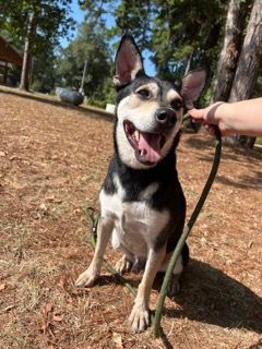 Benji, an adoptable Australian Kelpie, Rat Terrier in Willis, TX, 77378 | Photo Image 3