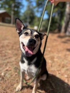 Benji, an adoptable Australian Kelpie, Rat Terrier in Willis, TX, 77378 | Photo Image 2