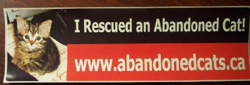 **FOSTER INFO**, a Adoptable mixed breed in Stoney Creek, ON image 1/2