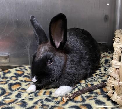 Enlarge Leapfrog, a Adoptable American Sable in Houston, TX image 1/3