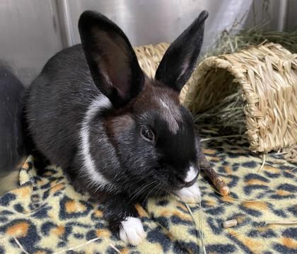 Enlarge Leapfrog, a Adoptable American Sable in Houston, TX image 2/3