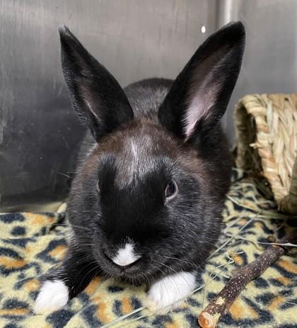 Enlarge Leapfrog, a Adoptable American Sable in Houston, TX image 3/3