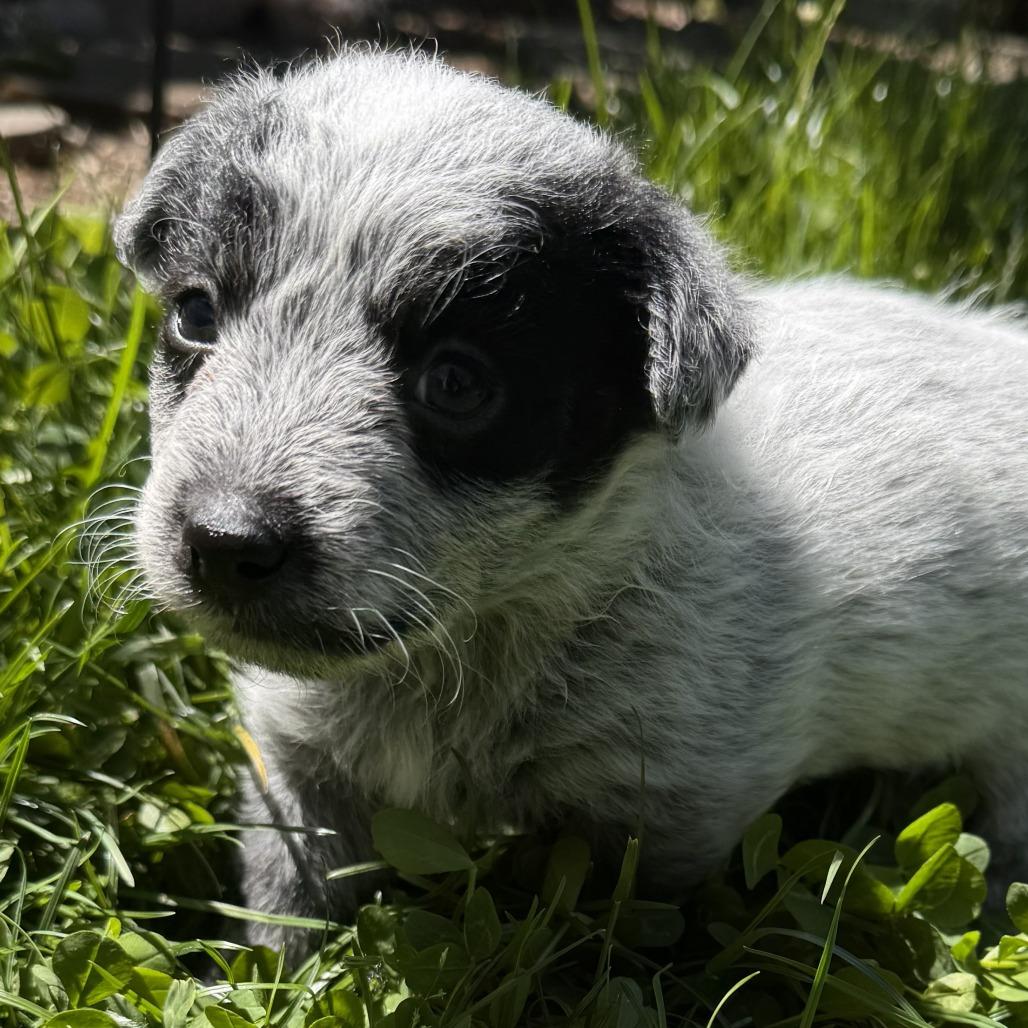 Po (Kung Fu Panda), Adoptable, Puppy Male Poodle & Mixed Breed.