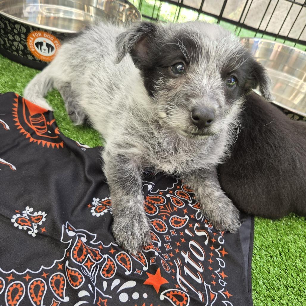 Po (Kung Fu Panda), a Adoptable mixed breed in Redmond, WA image 2/5
