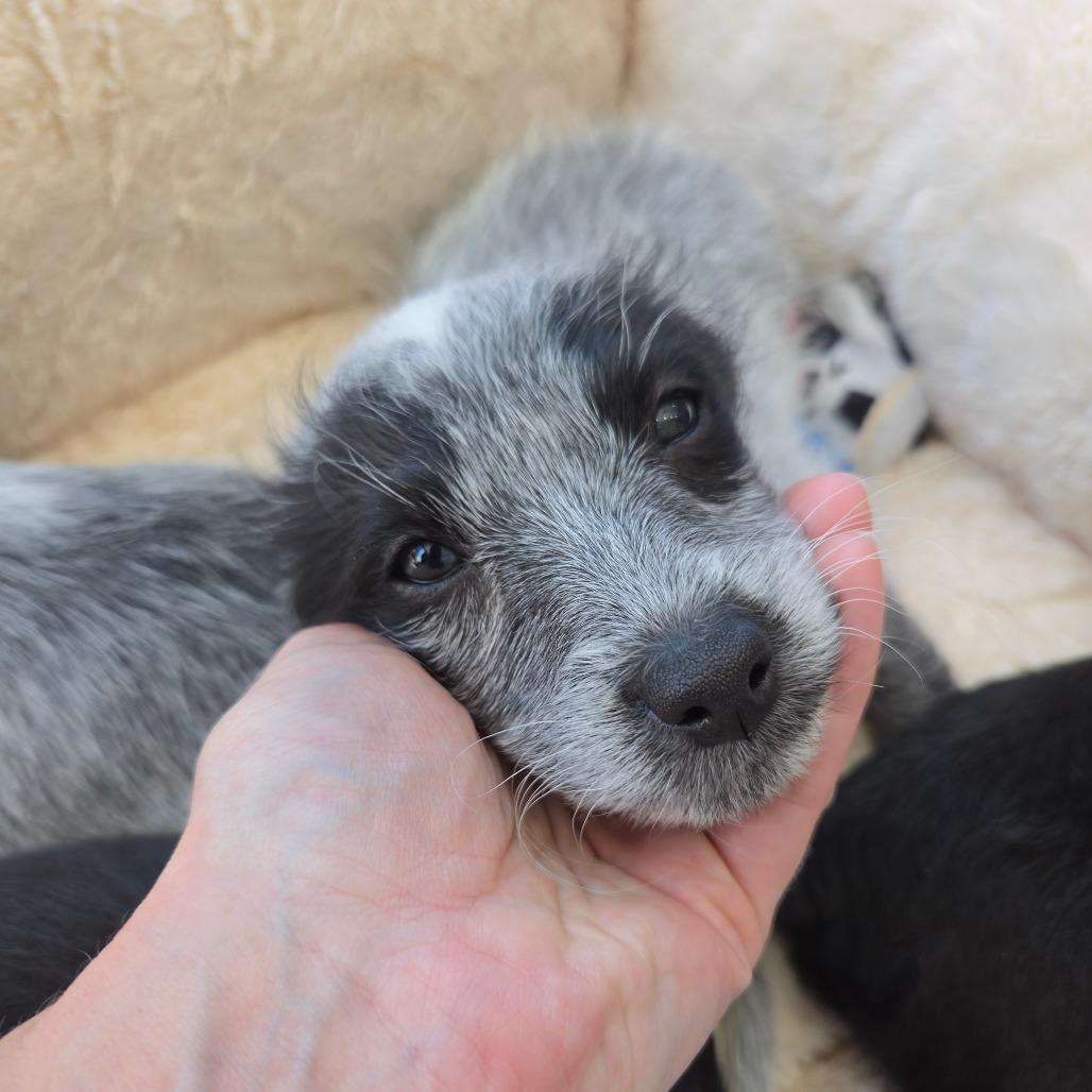 Po (Kung Fu Panda), a Adoptable mixed breed in Redmond, WA image 3/5