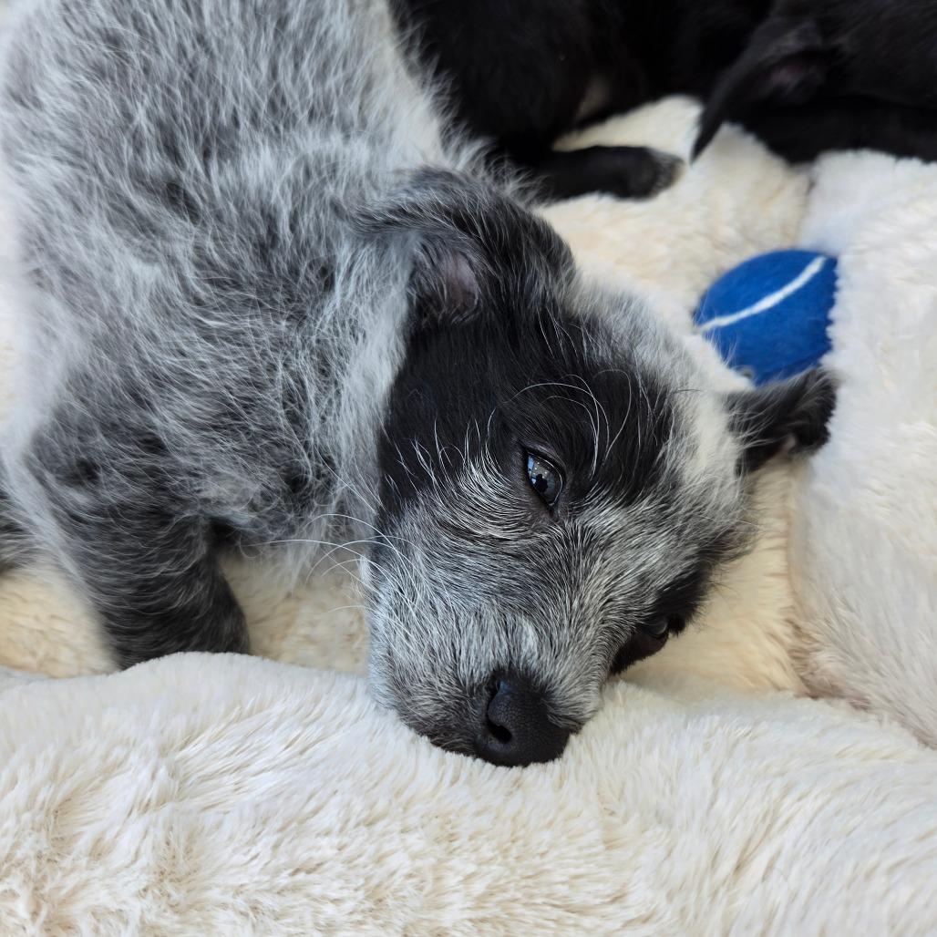 Po (Kung Fu Panda), a Adoptable mixed breed in Redmond, WA image 4/5