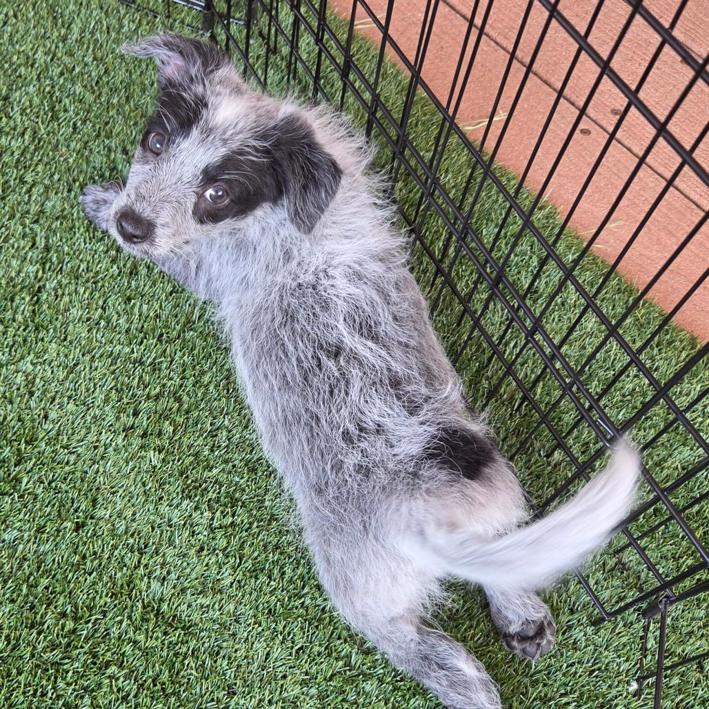 Po (Kung Fu Panda), a Adoptable mixed breed in Redmond, WA image 5/5