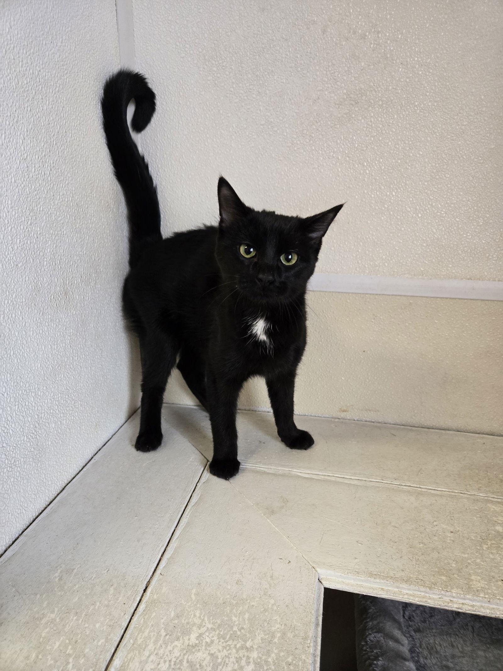 Satin Beauty, Adoptable, Young Female Domestic Short Hair.