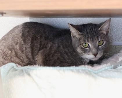 Sireah, Adoptable, Adult Female Domestic Short Hair.