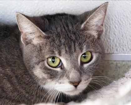 Enlarge Sireah, a Adoptable Domestic Short Hair in West Seneca, NY image 2/3