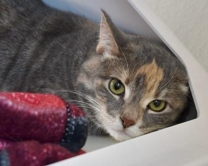 Enlarge Sireah, a Adoptable Domestic Short Hair in West Seneca, NY image 1/1