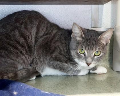 Enlarge Sireah, a Adoptable Domestic Short Hair in West Seneca, NY image 3/3