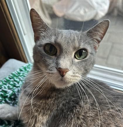 Emmy, Adoptable, Senior Female Domestic Short Hair & Domestic Short Hair.