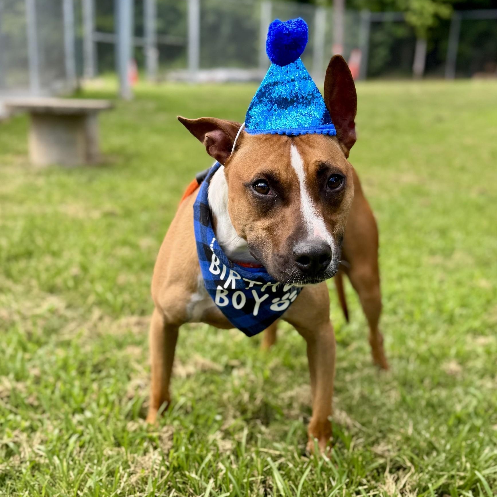 Samuel Salvare (CONC-A-89), Adoptable, Adult Male Mixed Breed.