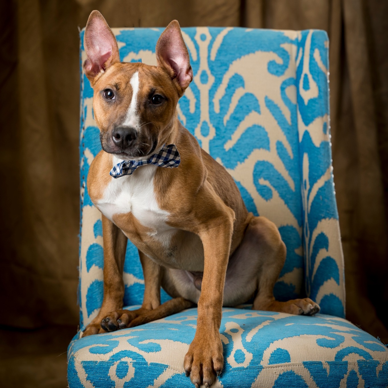 Samuel Salvare (CONC-A-89), a Adoptable Mixed Breed in Concord, NC image 2/5