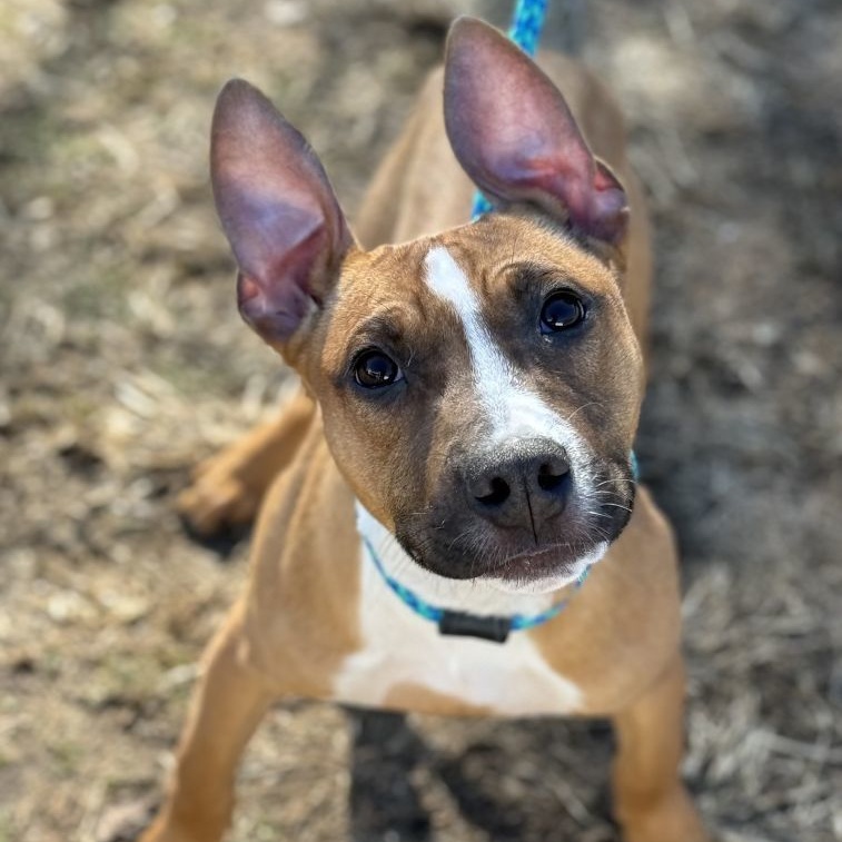 Samuel Salvare (CONC-A-89), a Adoptable Mixed Breed in Concord, NC image 5/5