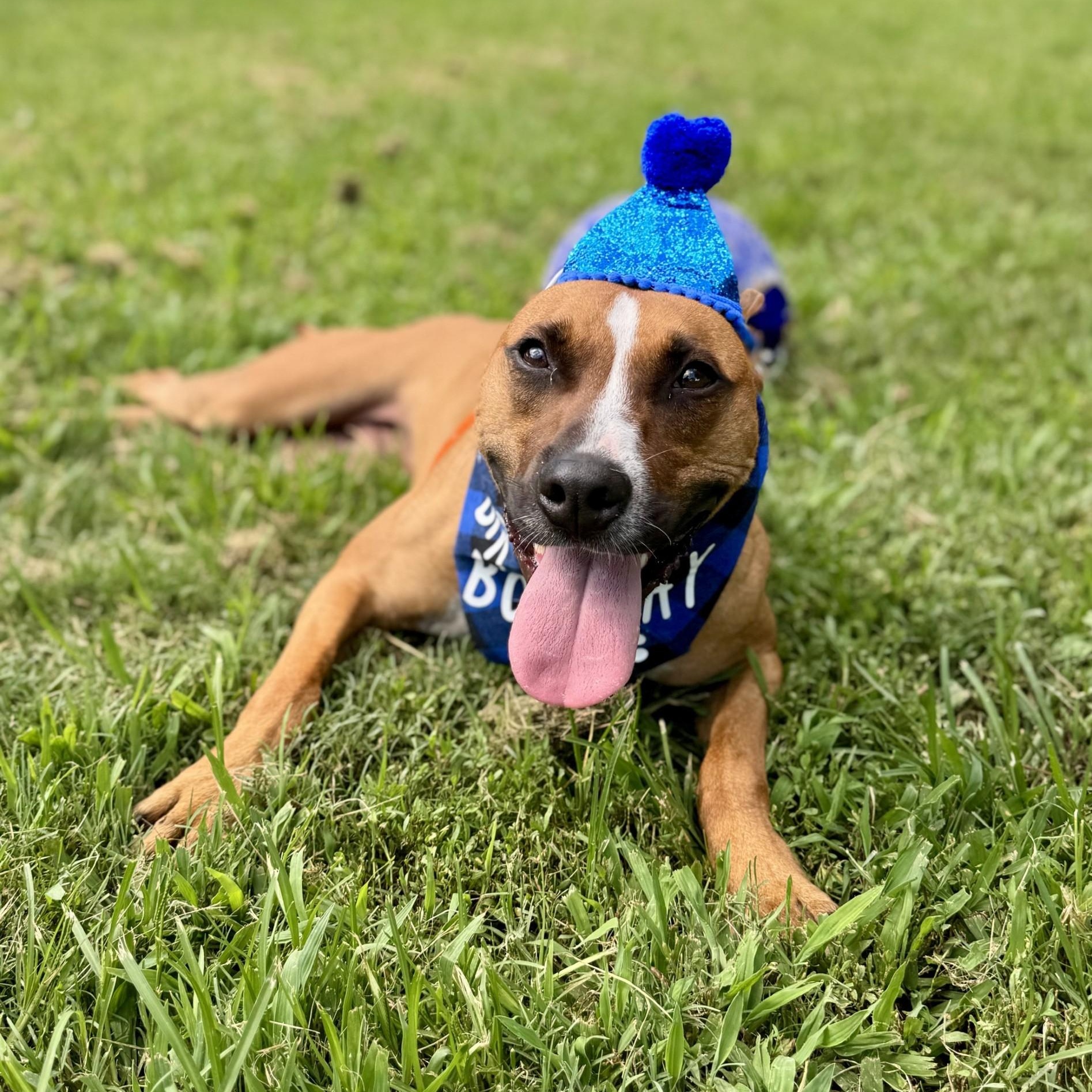 Samuel Salvare (CONC-A-89), a Adoptable Mixed Breed in Concord, NC image 3/5