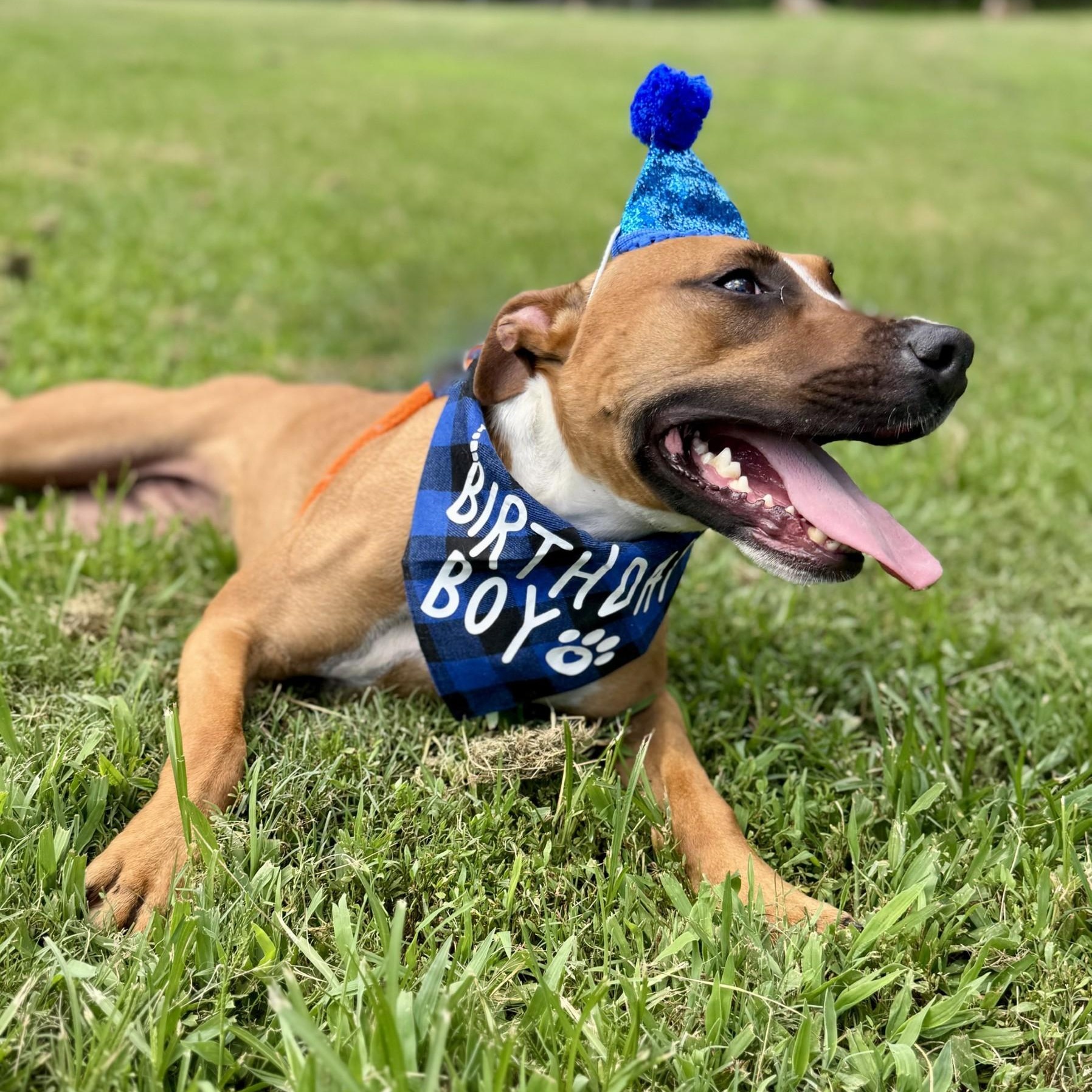 Samuel Salvare (CONC-A-89), a Adoptable Mixed Breed in Concord, NC image 4/5