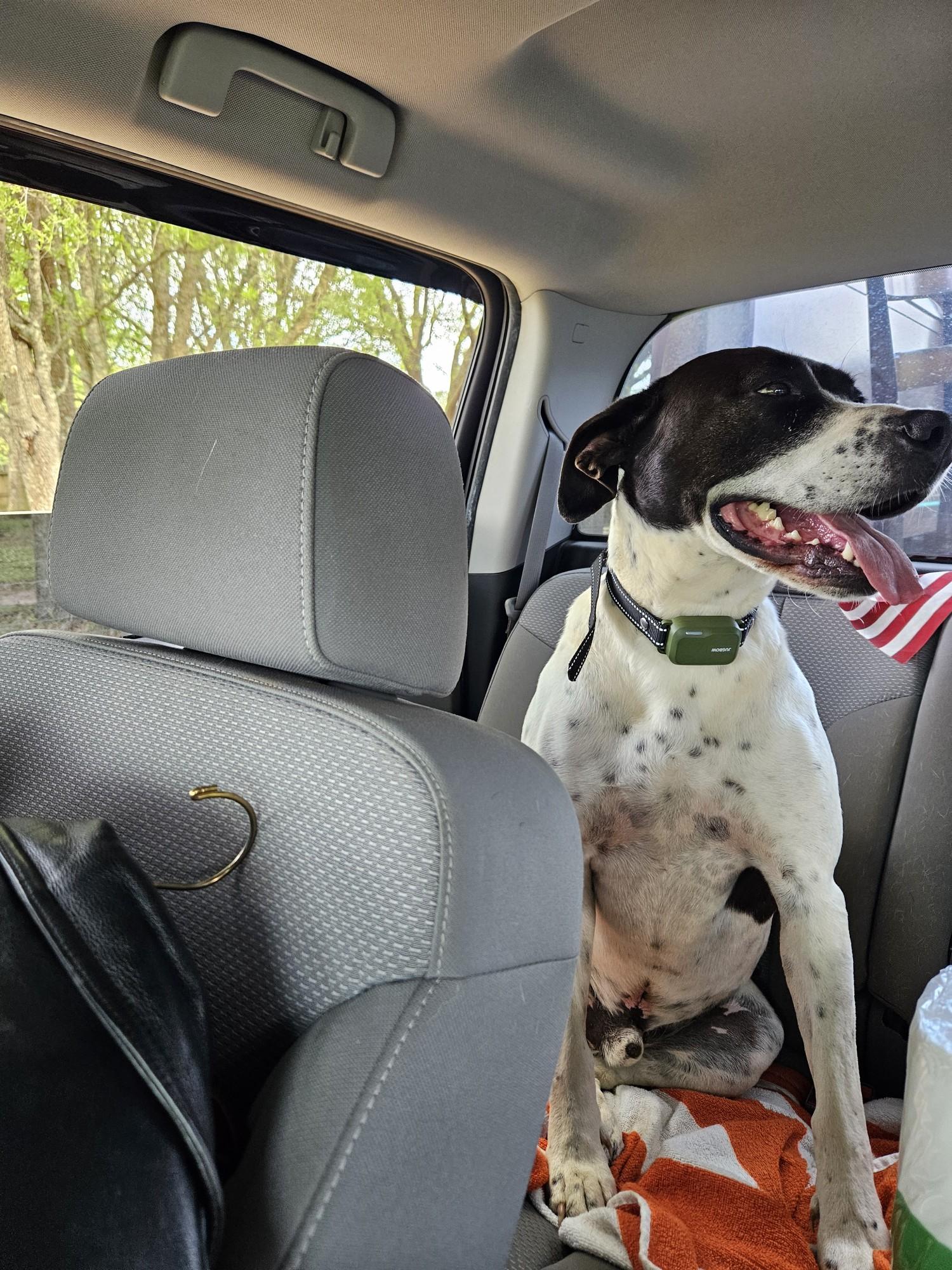 Lincoln, Adopted, Young Male Labrador Retriever & Hound.