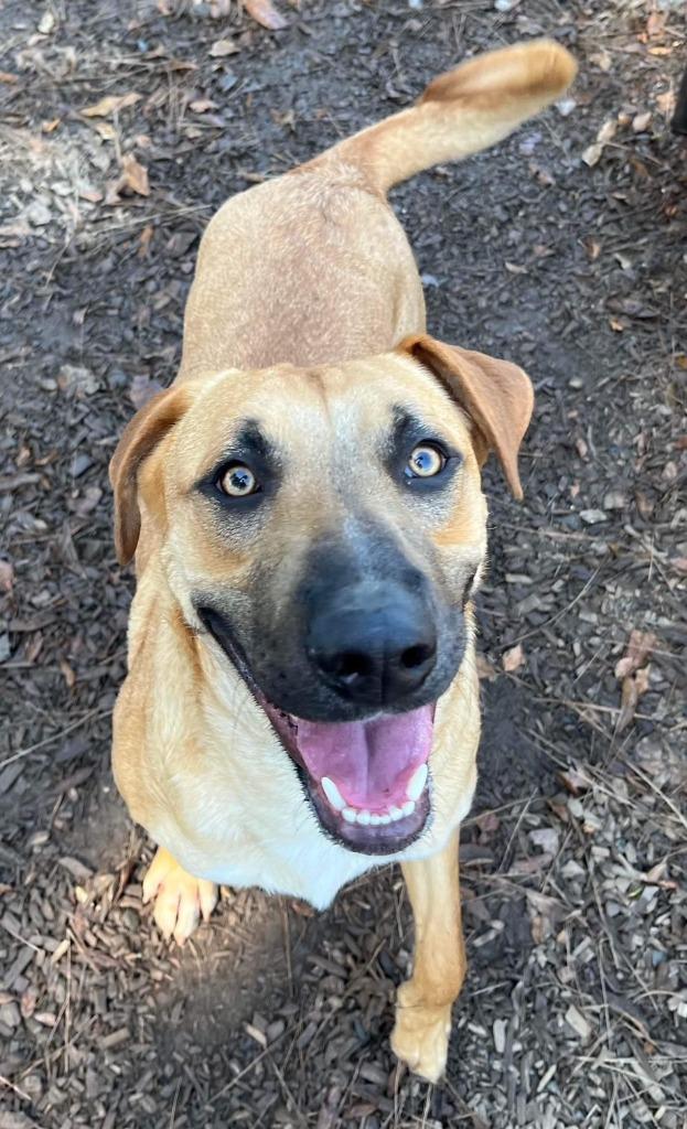 RILEY, Adoptable, Adult Female German Shepherd Dog & Black Mouth Cur.