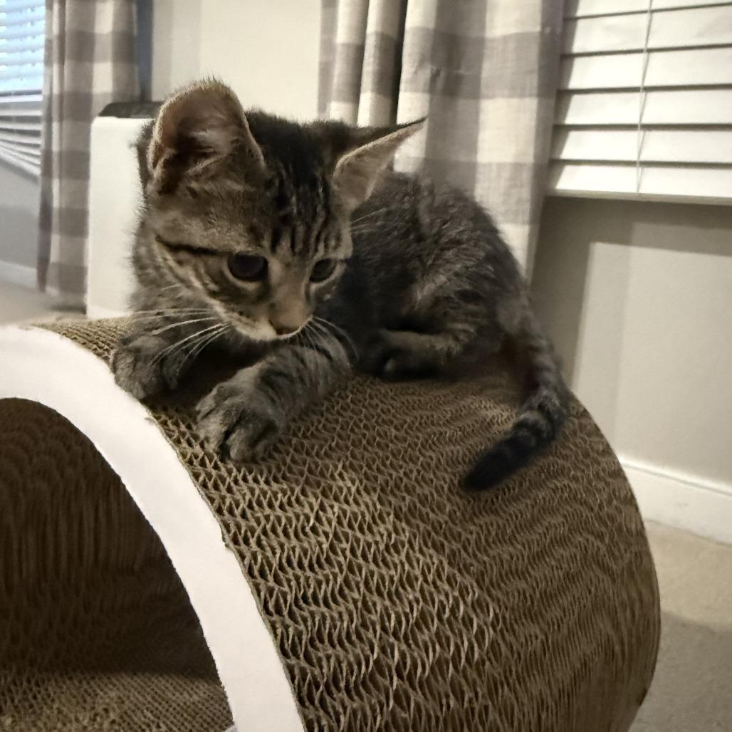 Enlarge Colony, a Adoptable Domestic Short Hair in Richmond, VA image 2/4