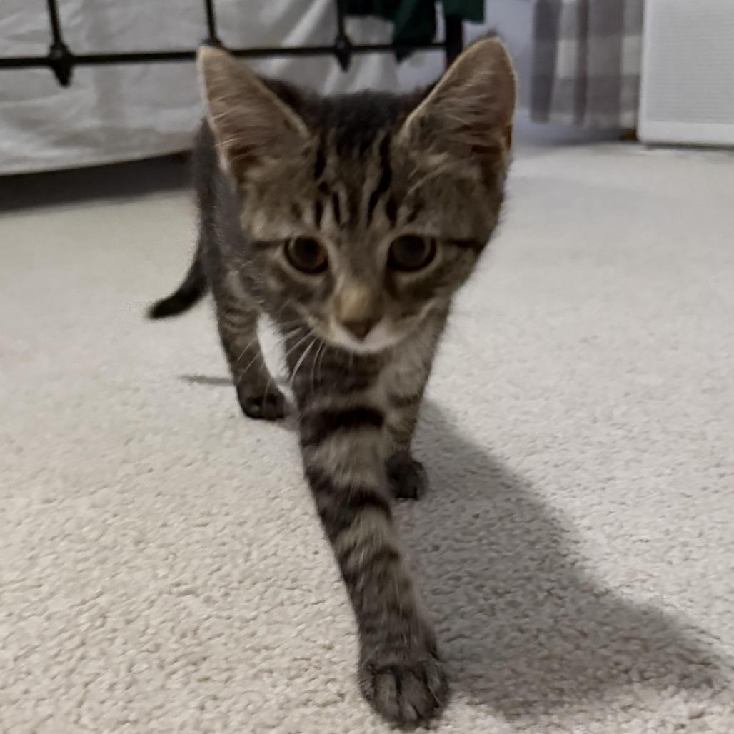 Enlarge Colony, a Adoptable Domestic Short Hair in Richmond, VA image 3/4