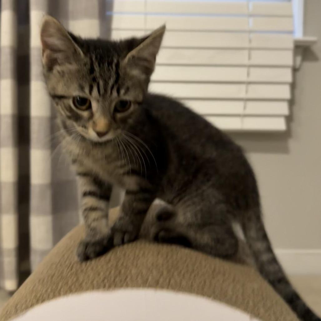 Enlarge Colony, a Adoptable Domestic Short Hair in Richmond, VA image 4/4