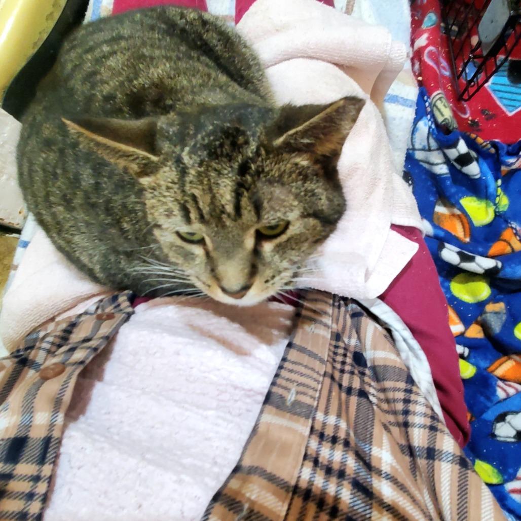 Enlarge Henrietta, a Adoptable Domestic Short Hair in Harrisonburg, VA image 1/5