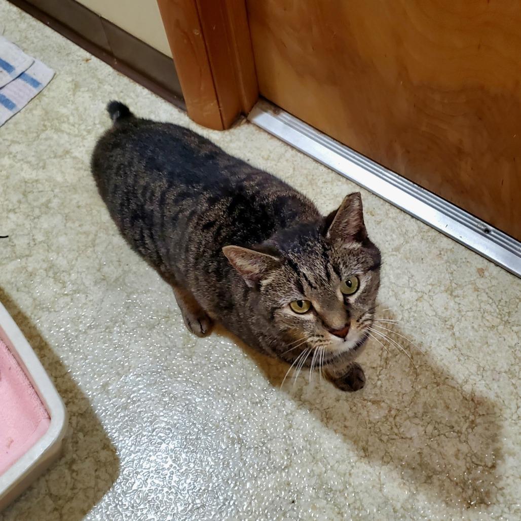 Enlarge Henrietta, a Adoptable Domestic Short Hair in Harrisonburg, VA image 2/5