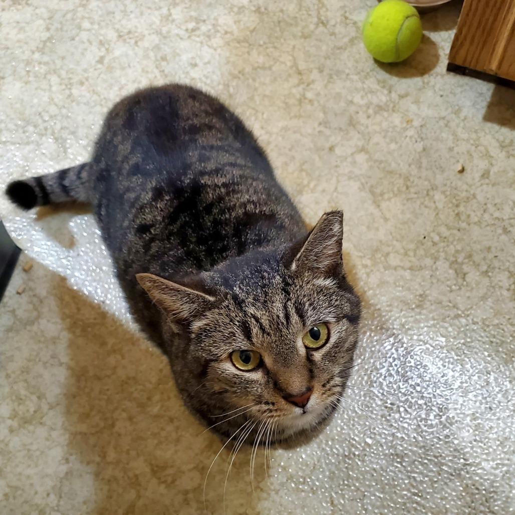 Enlarge Henrietta, a Adoptable Domestic Short Hair in Harrisonburg, VA image 3/5