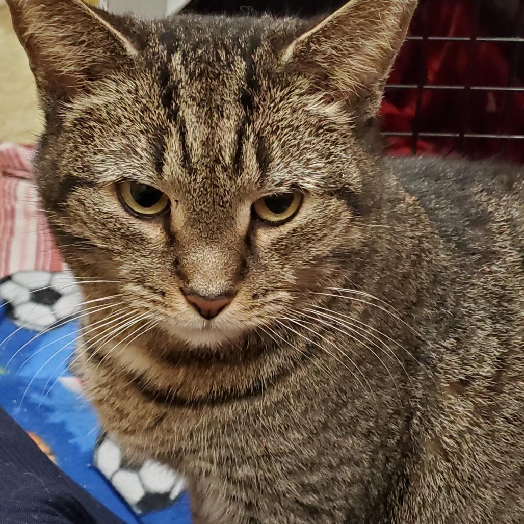 Enlarge Henrietta, a Adoptable Domestic Short Hair in Harrisonburg, VA image 4/5