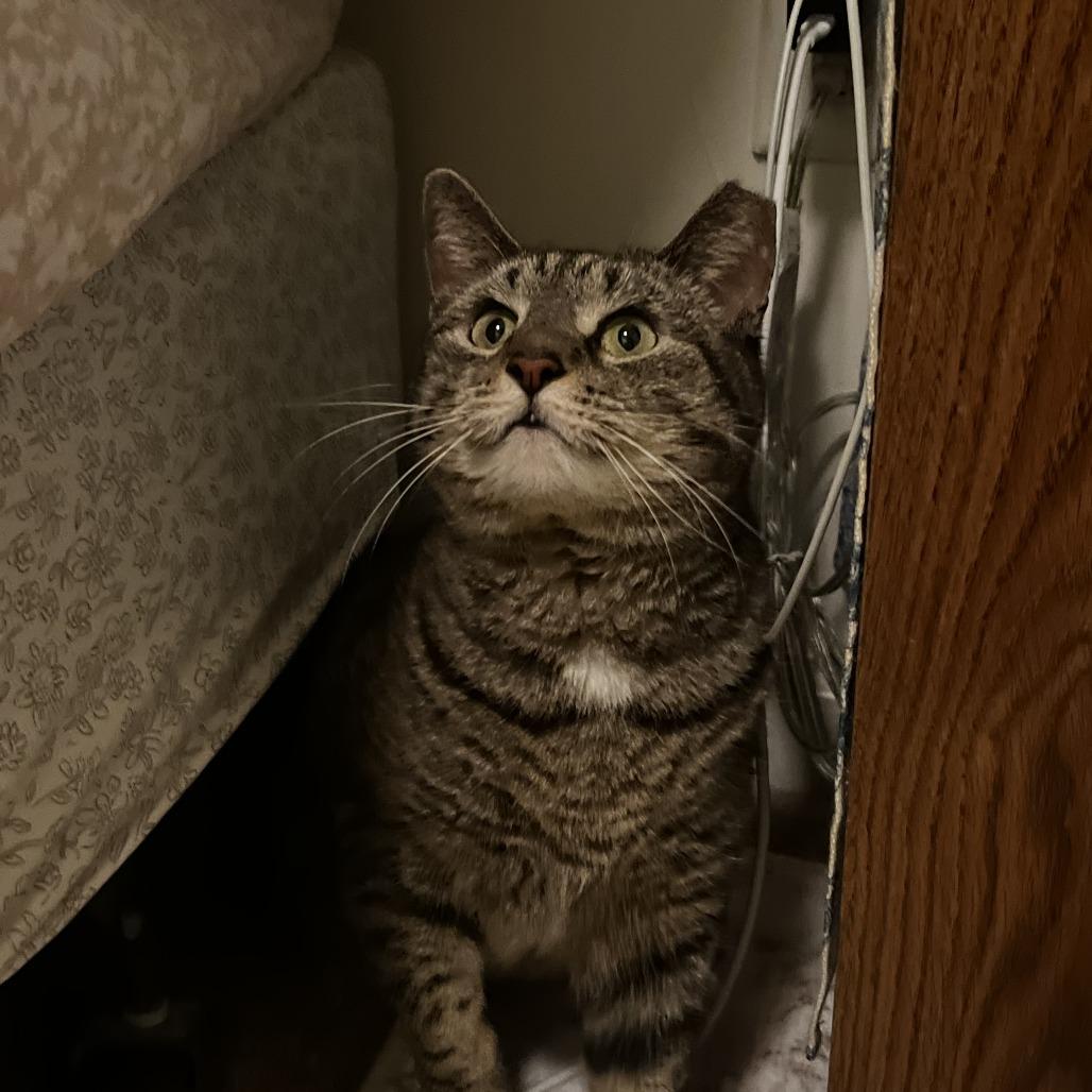 Enlarge Henrietta, a Adoptable Domestic Short Hair in Harrisonburg, VA image 4/6