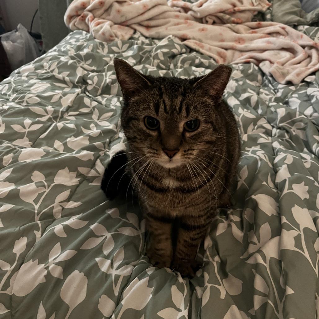 Enlarge Henrietta, a Adoptable Domestic Short Hair in Harrisonburg, VA image 5/6