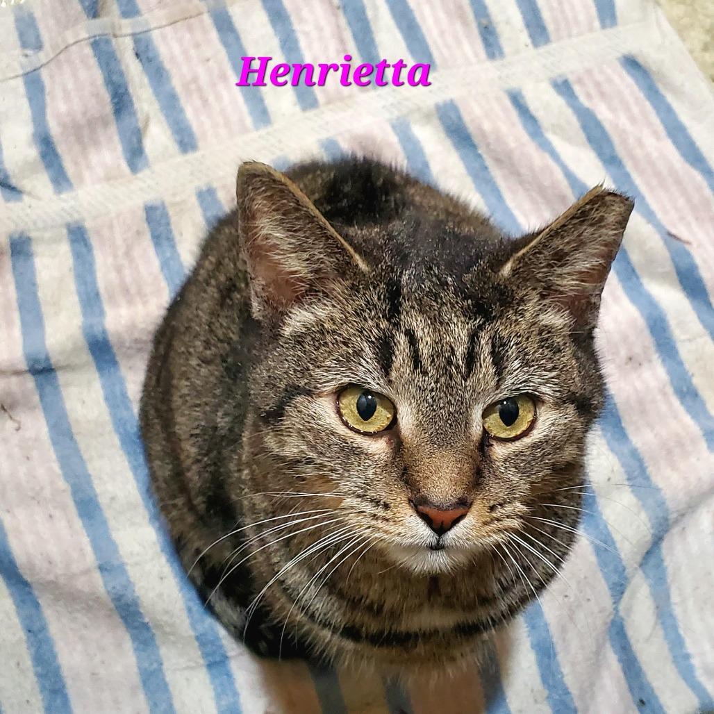 Enlarge Henrietta, a Adoptable Domestic Short Hair in Harrisonburg, VA image 5/5