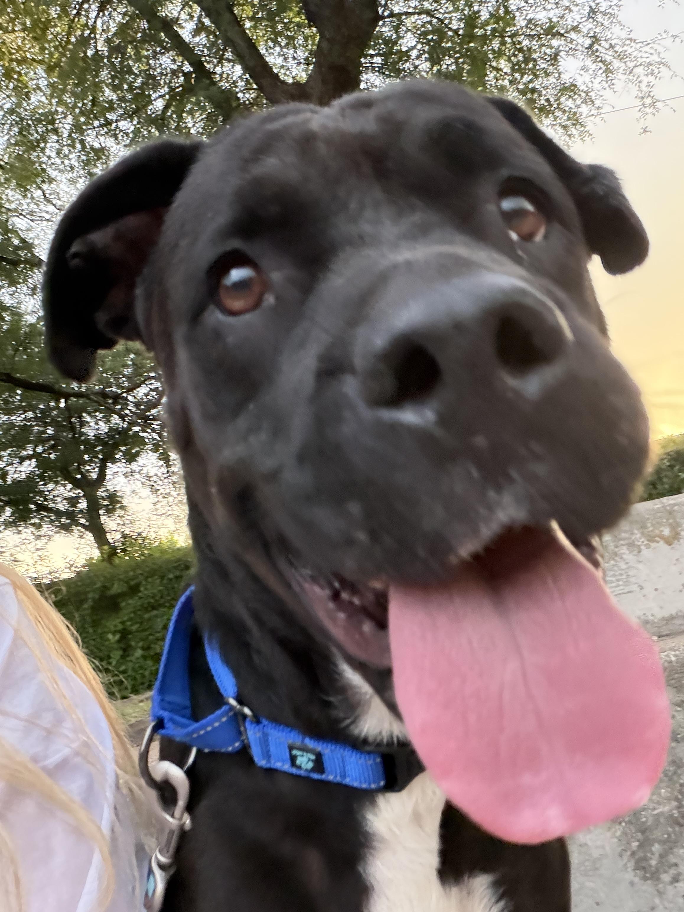 Primrose, a ADOPTABLE Cane Corso in Dallas, TX image 2/2