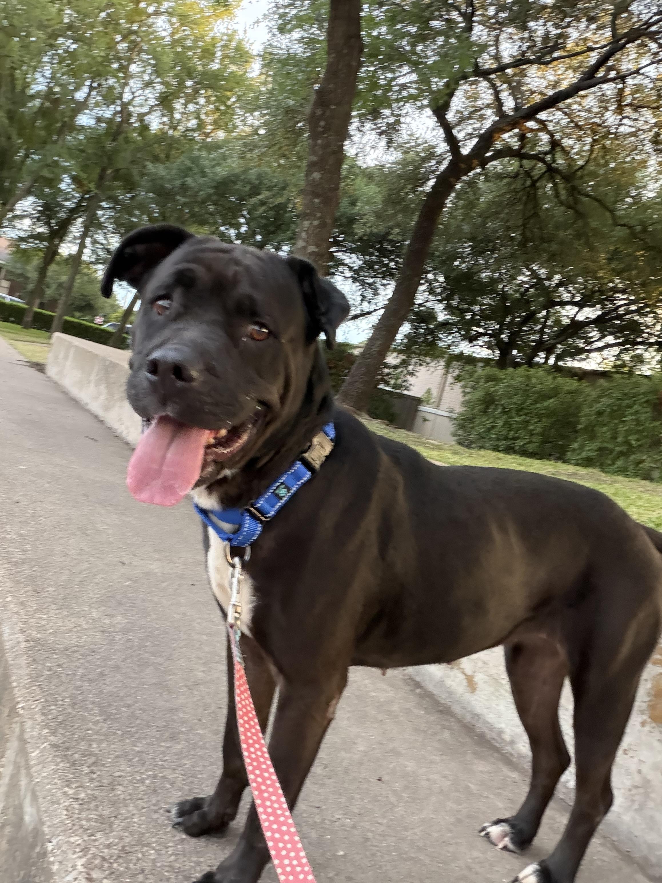 Primrose, ADOPTABLE, Young Female Cane Corso.