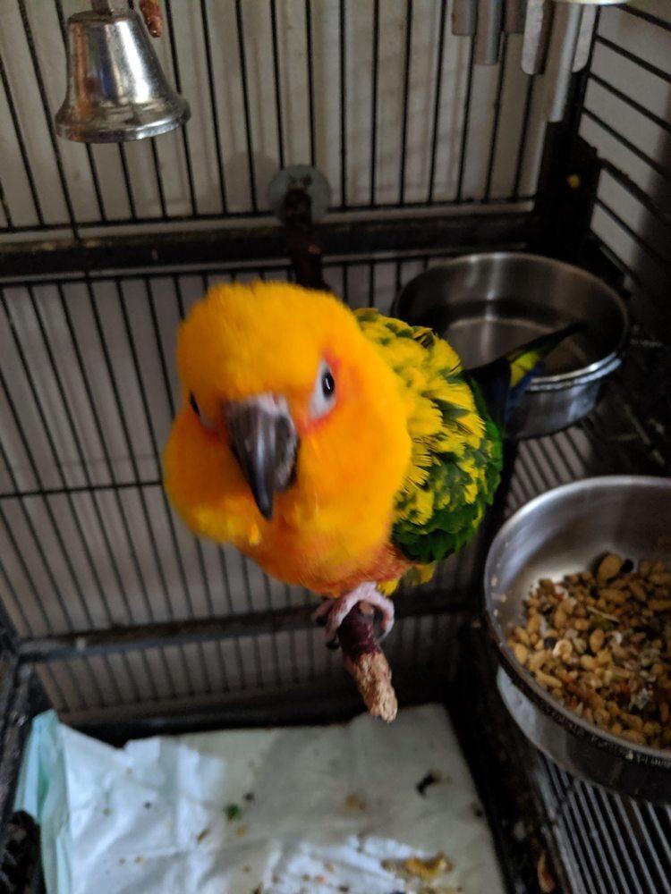 Enlarge HOOTIE, a Adoptable Conure in West Mifflin, PA image 1/3