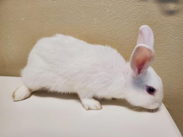 Teller, Adoptable, Baby Male Dutch.