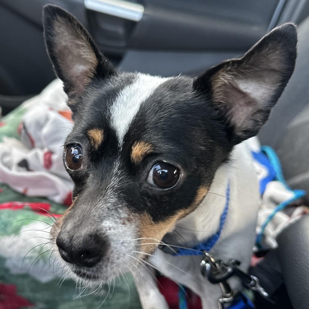 Enlarge Nino, a Adoptable Rat Terrier in Las Vegas, NV image 1/3