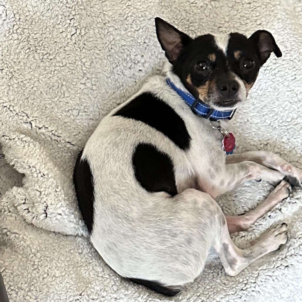 Enlarge Nino, a Adoptable Rat Terrier in Las Vegas, NV image 2/3