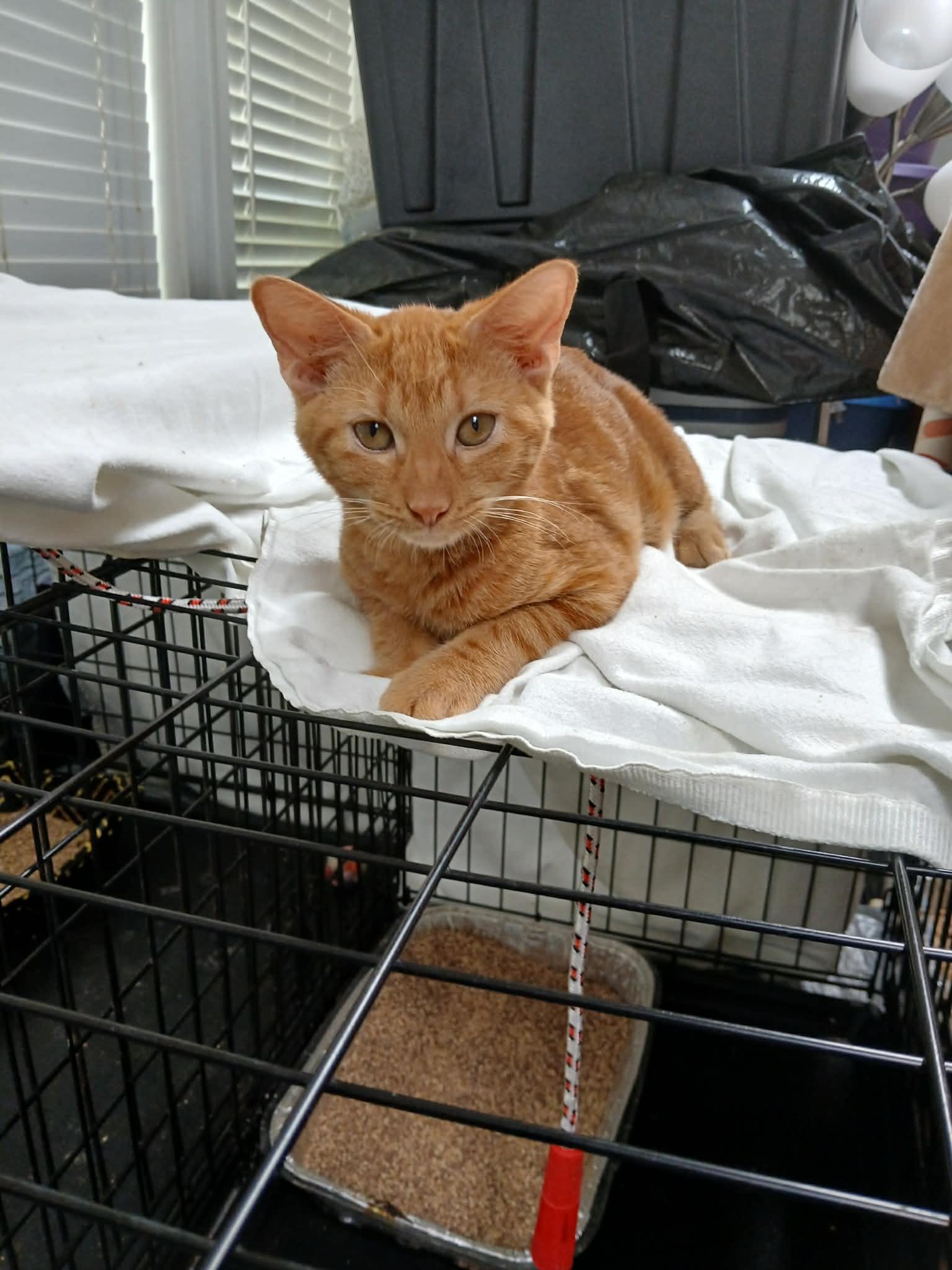 Enlarge Leo, a ADOPTABLE Domestic Short Hair in Lawrenceville, GA image 1/2